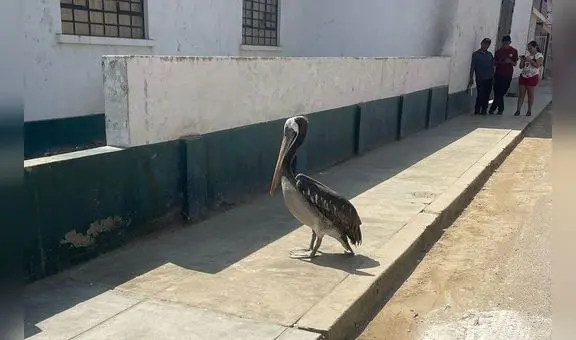 Vecinos preocupados por inusual aparición de pelícano cerca al centro de Trujillo