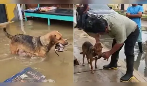 Roxy, la perrita coraje que rescató a sus cachorros muertos ahora padece de mastitis