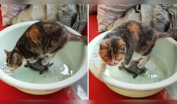 Gato usa tortuga como soporte para no mojarse las patitas mientras toma agua: "Pensó que era una piedra"