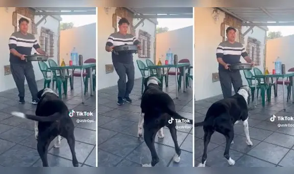 ¡Al ritmo del merengue! Perrita saca singulares pasos y cautiva a usuarios