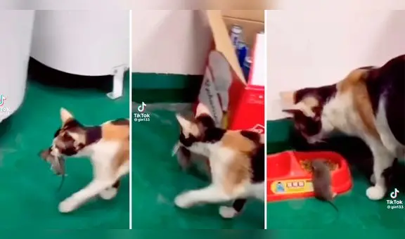 Gato se ‘solidariza‘ con ratón y le ‘invita’ a comer del mismo plato: “Ama a su prójimo”