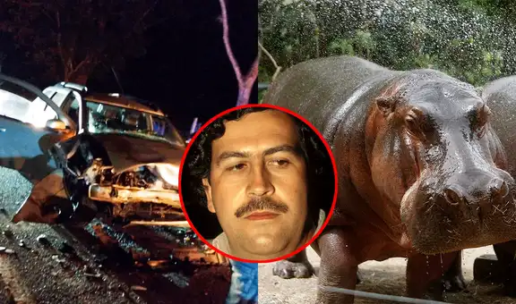 Hipopótamo muere en fuerte choque: animal habría escapado de la hacienda de Pablo Escobar