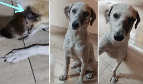 “Aún estando así, mueve la cola”: piden ayuda para perrito que fue herido en el ojo y la nariz