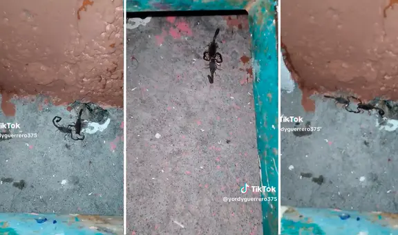 Alacranes 'bailan' a ritmo de "Tiempo de vals": “Tienen más vida amorosa que uno”