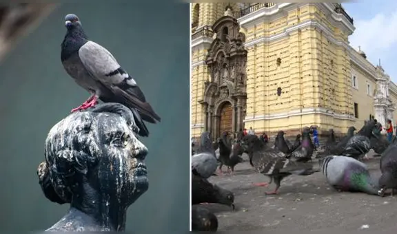 ¿Por qué hay tantas palomas en Lima y cómo prevenir que se conviertan en un riesgo de salud pública?