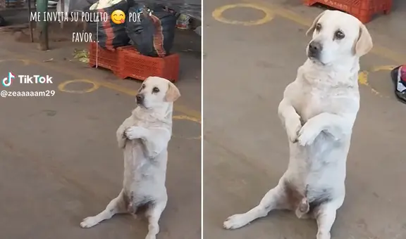 Perrito enternece por esperar 'sentado' frente a puesto de carne: “Cosita bella”