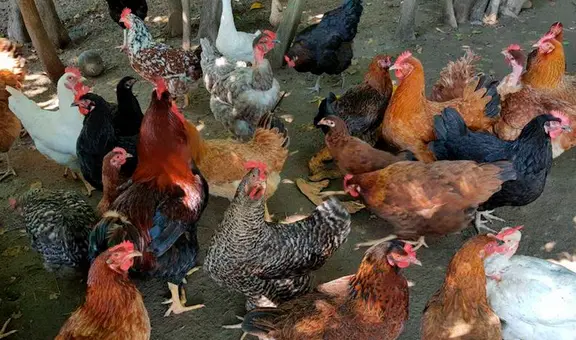 Condenan a hombre que mató de susto a 1.100 gallinas para vengarse de su vecino
