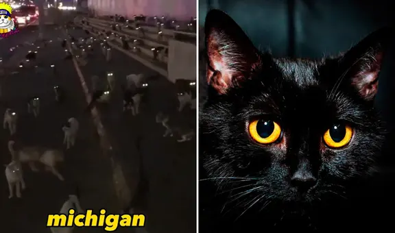 Encuentran cientos de gatitos con ojos brillosos en la noche y video se vuelve viral: “Michigan”