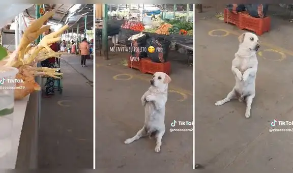 Perrito tiene singular forma de pedir comida en puesto de mercado: "Me parte el corazón"