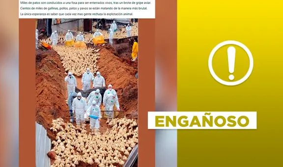 Foto de patos a punto de ser sacrificados no corresponde al brote de gripe aviar en 2023