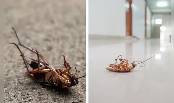 ¿Por qué algunas cucarachas suelen morir patas arriba?