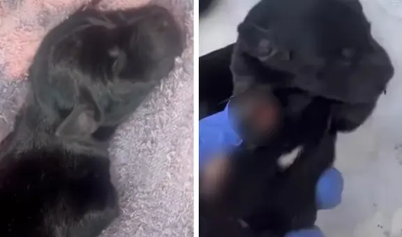 Amenazan a protectora de animales en Venezuela al enviarle a sus 3 cachorros mutilados