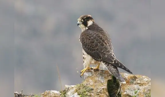 Halcón ingresa a vivienda y asusta a familia en Cajamarca