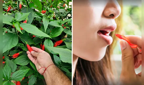 ¿Recuerdas cuando chupabas el néctar de esta flor? Conoce qué puede producir a largo plazo
