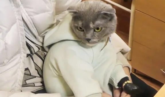 Mujer es capturada con un gato al que envolvió con droga y vistió como un bebé