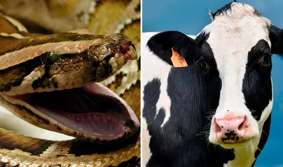 Una serpiente pitón se comió una vaca entera y reventó: “Escena muy aterradora”