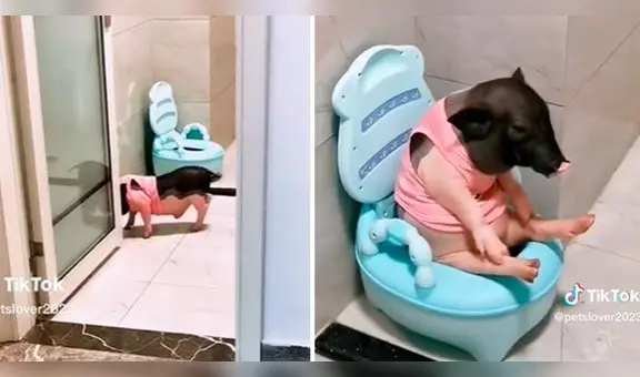 Cerdo usa su propio inodoro y usuarios quedan en shock: “No lo puedo creer”