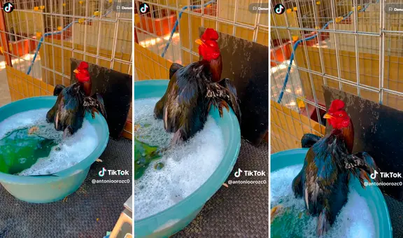 Gallo disfruta de un relajante baño de tina y usuarios reaccionan: “Qué buena vida”