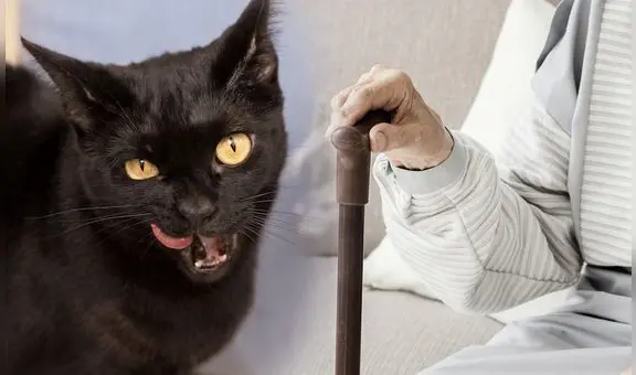 La adulta mayor que murió en soledad y fue devorada por sus gatos: el caso de Clara Tobón