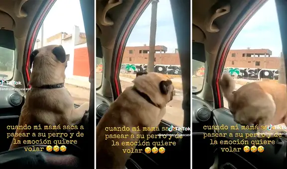 Perro paseaba en su auto, no contuvo su emoción y saltó por la ventana: "El perro volador"