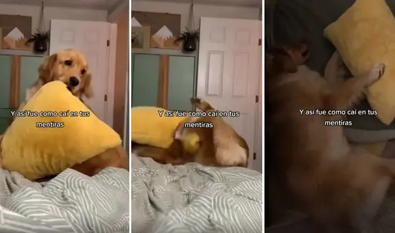 Perrito cae estrepitosamente al jugar y usuarios reaccionan: “Así fue como caí en tus mentiras”