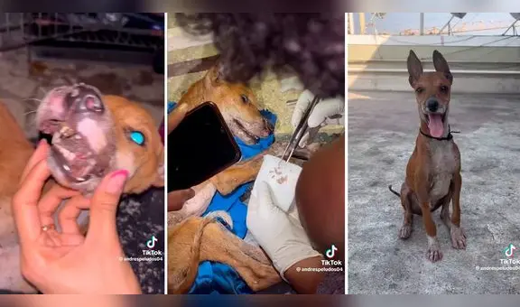 Perrito callejero es rescatado y ahora tiene una mejor vida: “Ellos no merecen sufrir”