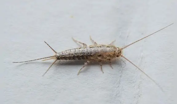 Pececillos de plata: por qué debes preocuparte si ves este insecto en casa