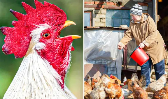 El trágico caso de una adulta mayor asesinada por su gallo: fue hallada desangrada