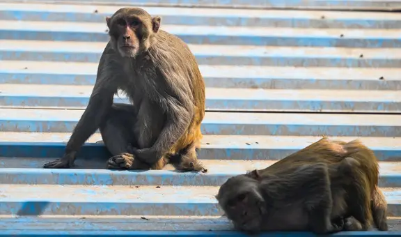 Niño de 3 años muere luego de que un grupo de monos le lanzaran una piedra
