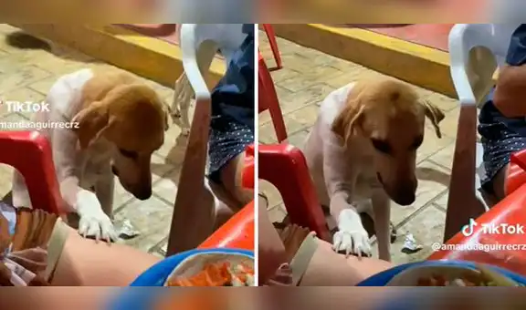 Perrito tiene peculiar forma de pedir comida y enternece en redes sociales: "Qué hermoso"