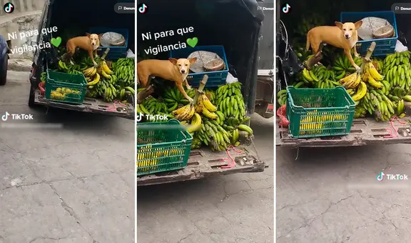 "¿Y para qué policía?": perrito guardián no permite que nadie se acerque a la mercadería de su dueño