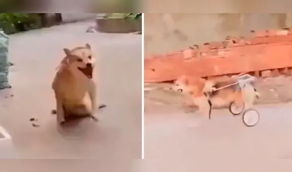 Perrito con discapacidad recibe su silla de ruedas y conmueve a usuarios: “Es muy feliz”
