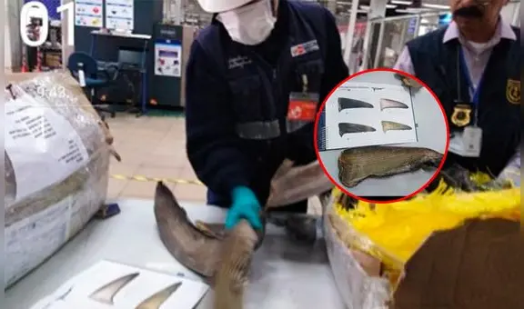 Sacrificó a 32 tiburones para exportar sus aletas y ahora irá 5 años a la cárcel