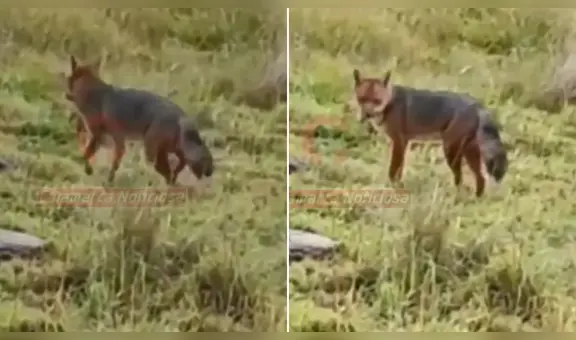 “Mira, el amigo de Run Run”: zorrito andino es captado por ciudadanos en Cajamarca