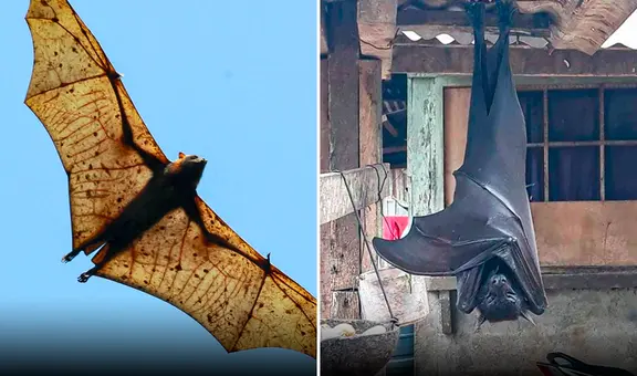 ¿Cuánto mide el zorro volador filipino, el murciélago más grande del mundo?