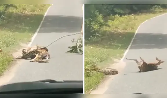 ¡Sorprendente! Persona salva a un ciervo de ser devorado por una serpiente y es viral en redes sociales
