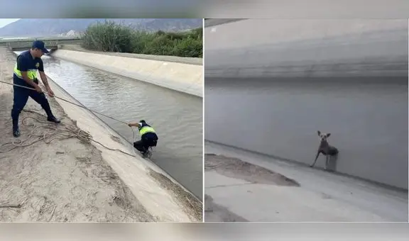 Serenos salvan de morir a perrito que cayó en canal de agua en Áncash: "¡Qué buena acción!"