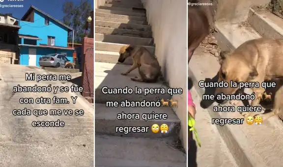 Perrita abandona su hogar para irse con otra familia y se ‘esconde’ cuando ve a su dueña