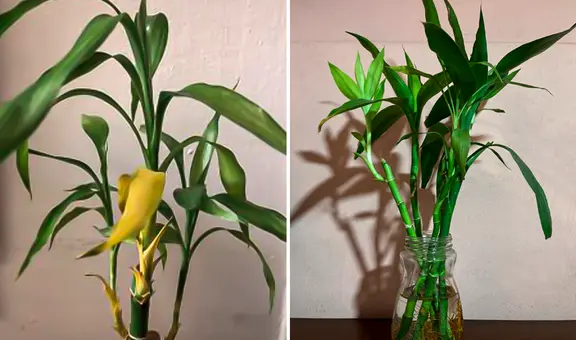 Bambú de la suerte: ¿qué hacer cuando se pone amarillo y dónde ubicarlo en casa para atraer la buena fortuna?