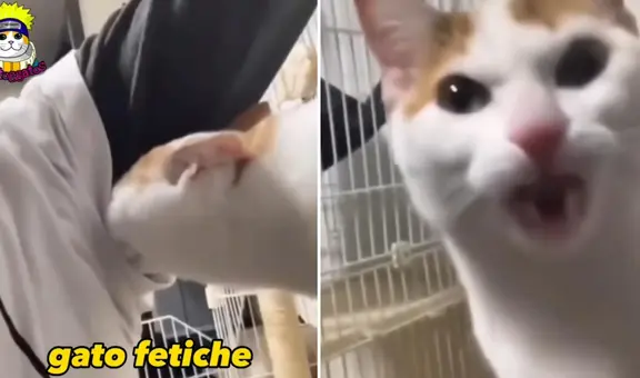 Minino huele las axilas de su dueña y su reacción se vuelve viral: “Gato fetiche”