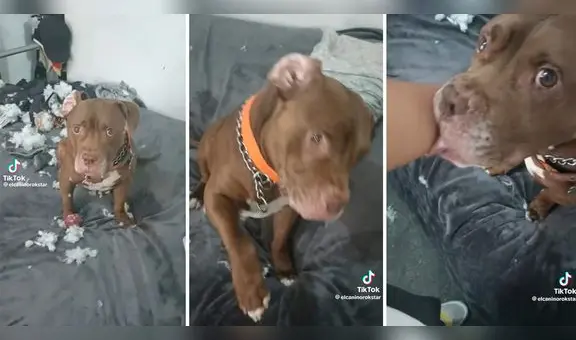 Perrito destroza un peluche y la manera de pedir perdón se hace viral: “Tan tierno”