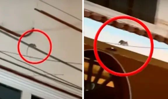 Pueblo Libre: vecinos denuncian invasión de ratas por criadero de gallos