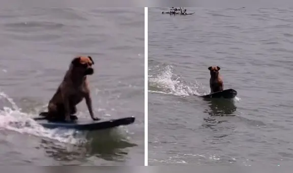 Perrito sorprende con su curiosa habilidad para surfear: “Qué porte y equilibrio”