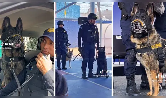 Perrito policía se jubila y recibe tierno homenaje: "Gracias por la entrega con la que nos apoyaste"