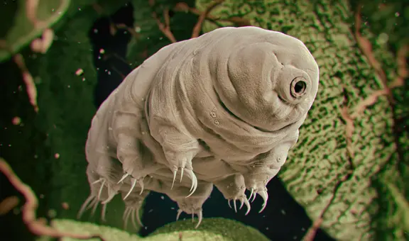 China planea crear 'supersoldados' tras exitoso experimento con ADN de tardígrados