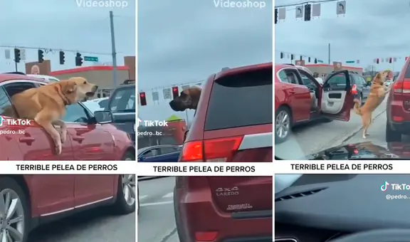 Perro se arroja por la ventana de su auto y busca 'mecha' a otro can: "La pelea del siglo"