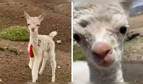 Historia de alpaquita bebé solitaria en Arequipa conmueve a millones: "Sus ojitos tienen lágrimas"