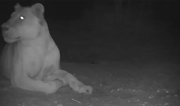 León que se creía extinto fue visto en un parque nacional de Chad luego de 20 años