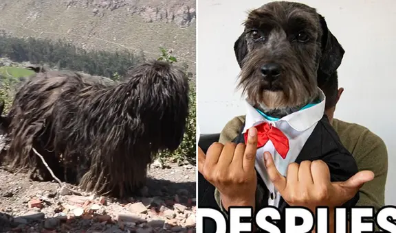 Joven cambió look de perrito callejero en Arequipa y resultado impresionó a usuarios