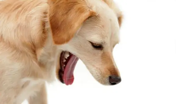 ¿Por qué los perros comen su propio vómito? Esta es la verdadera razón